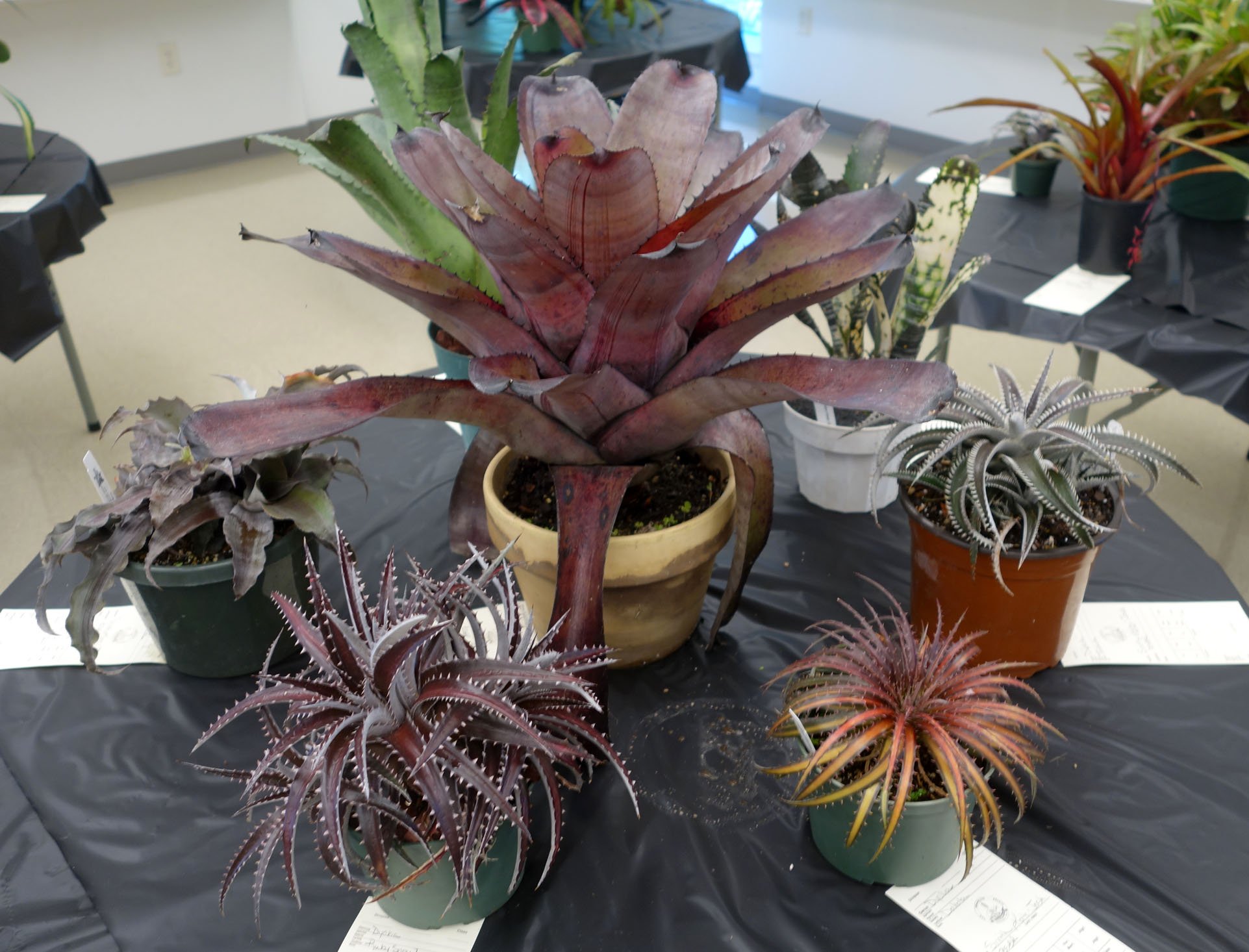 bromeliad show.jpg