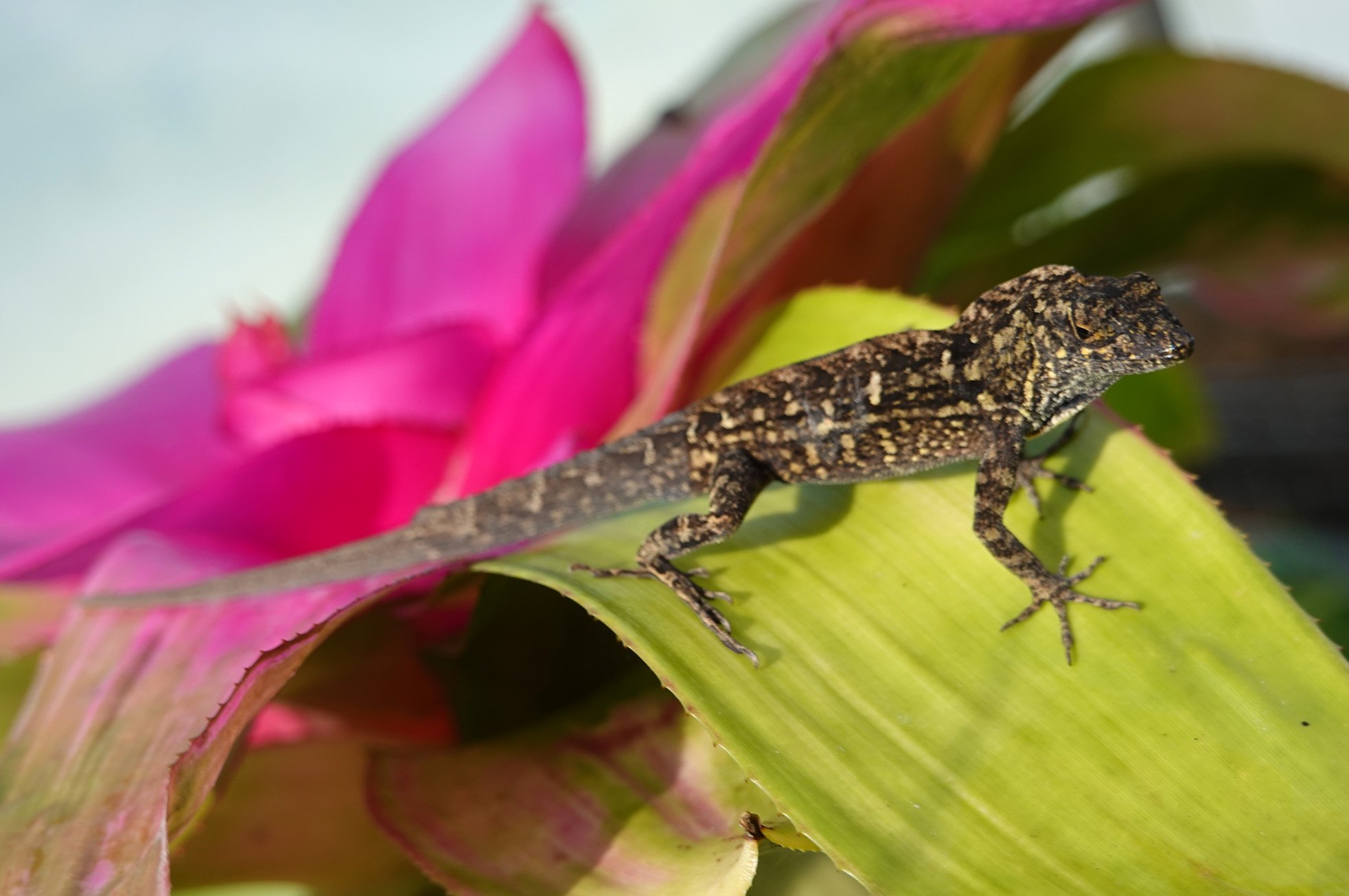 hitchhiker anole.jpg