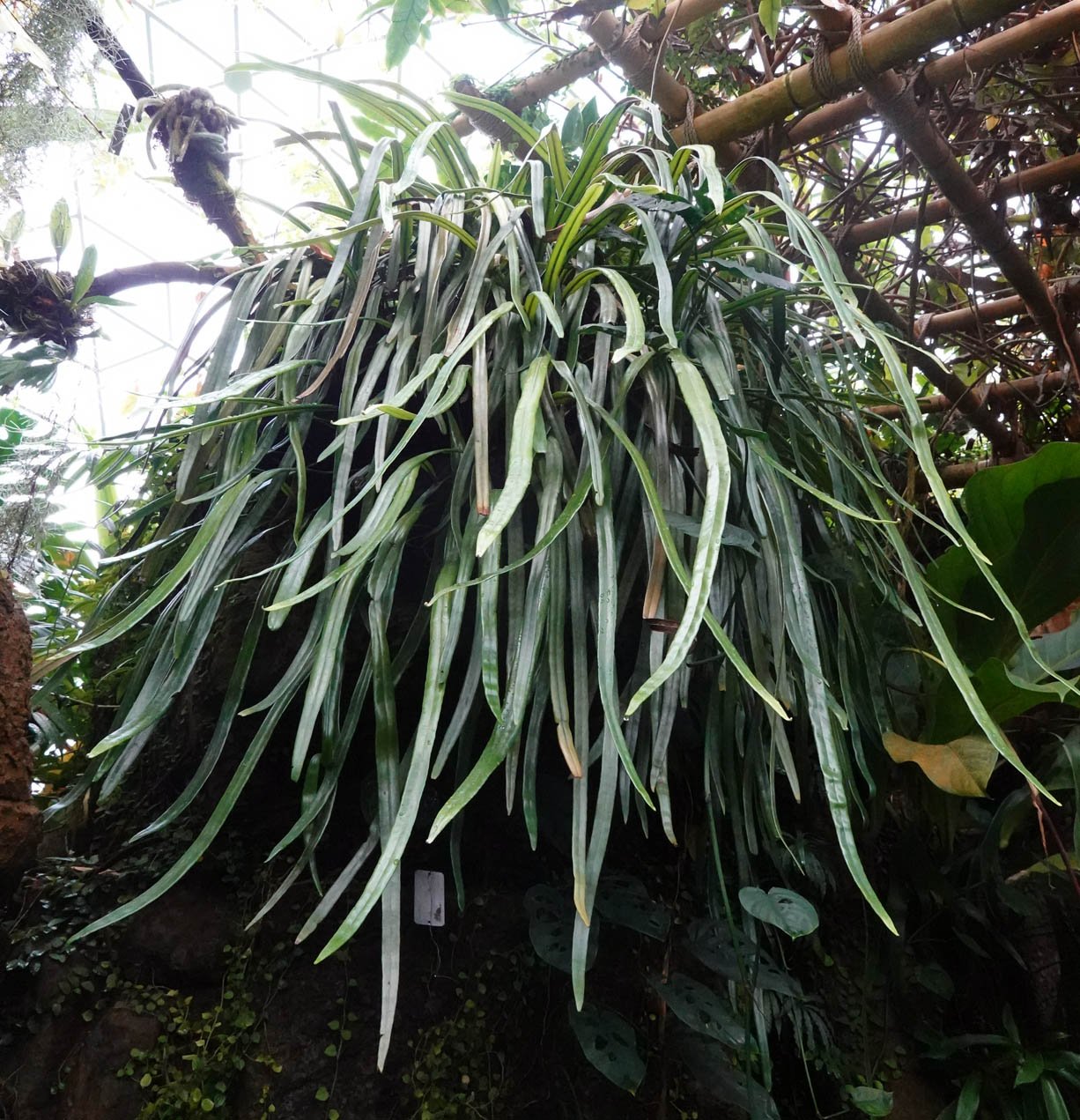 MBG Climatron 1.jpg