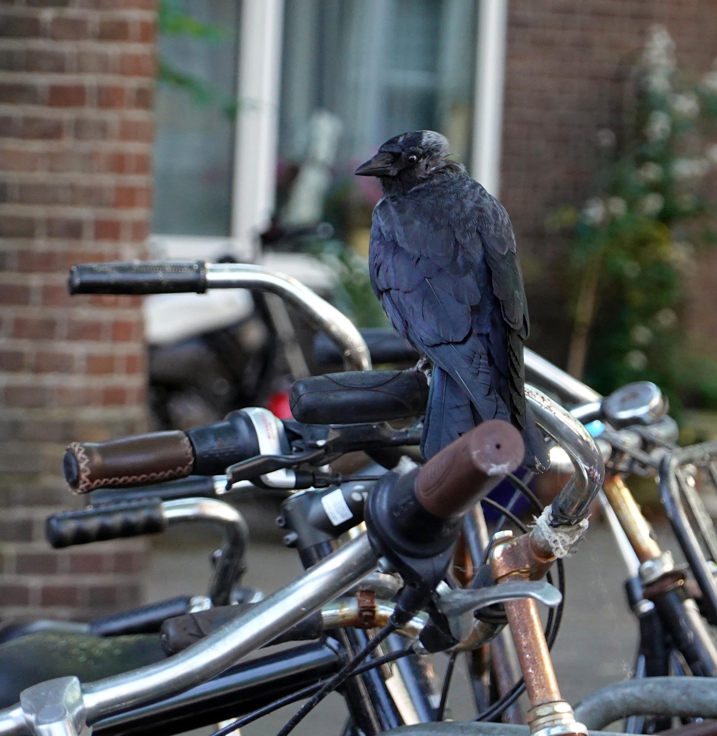bikes bird.jpg