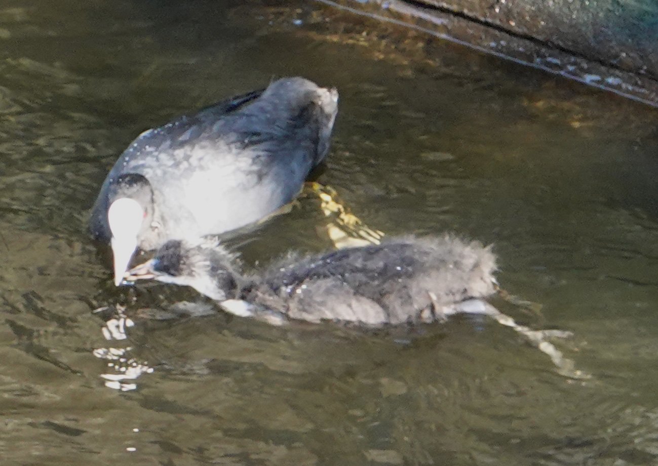 feeding juvenile.jpg