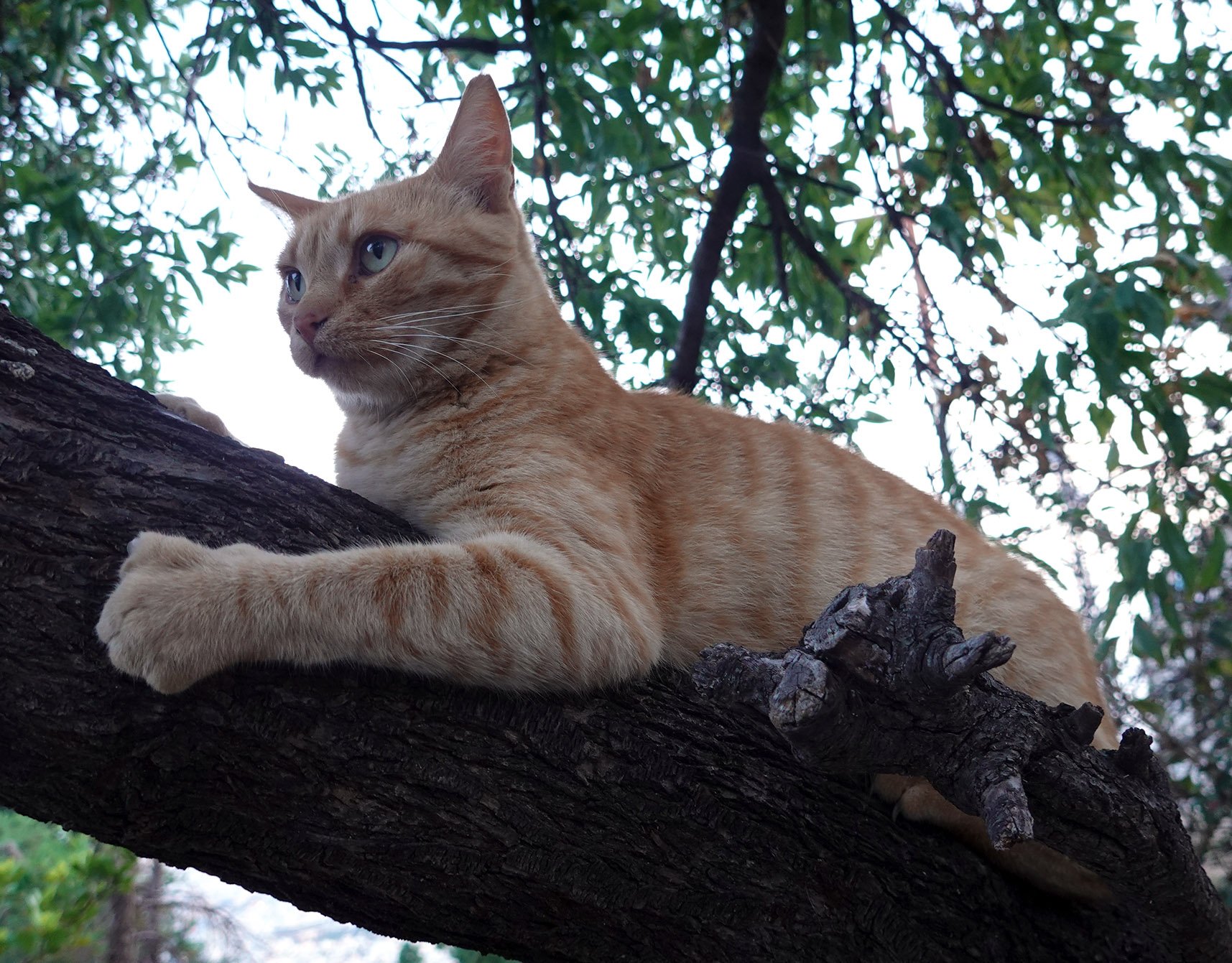 mountain cat.jpg