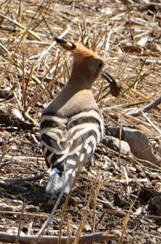 hoopoe 2c.jpg