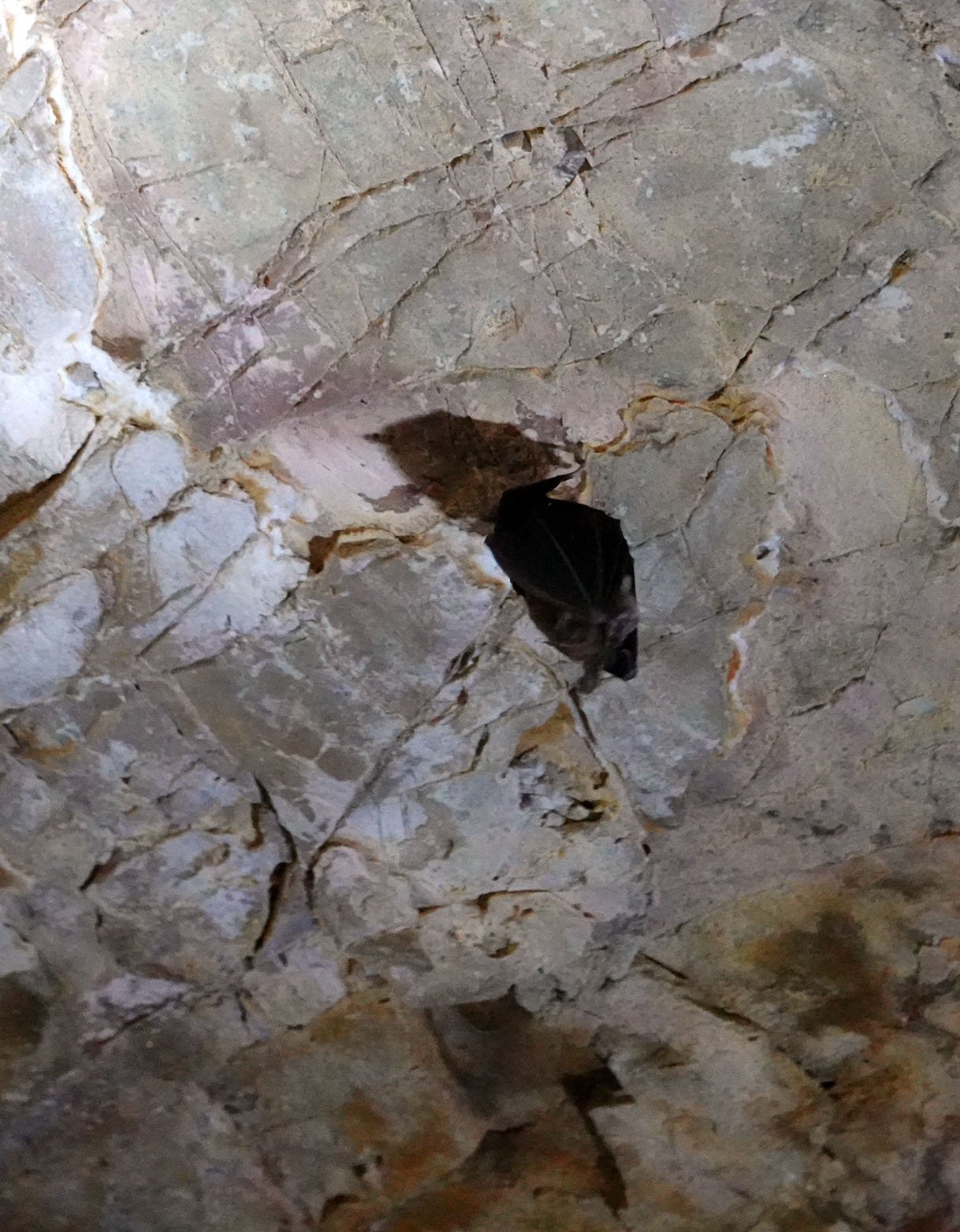 cave bat.jpg
