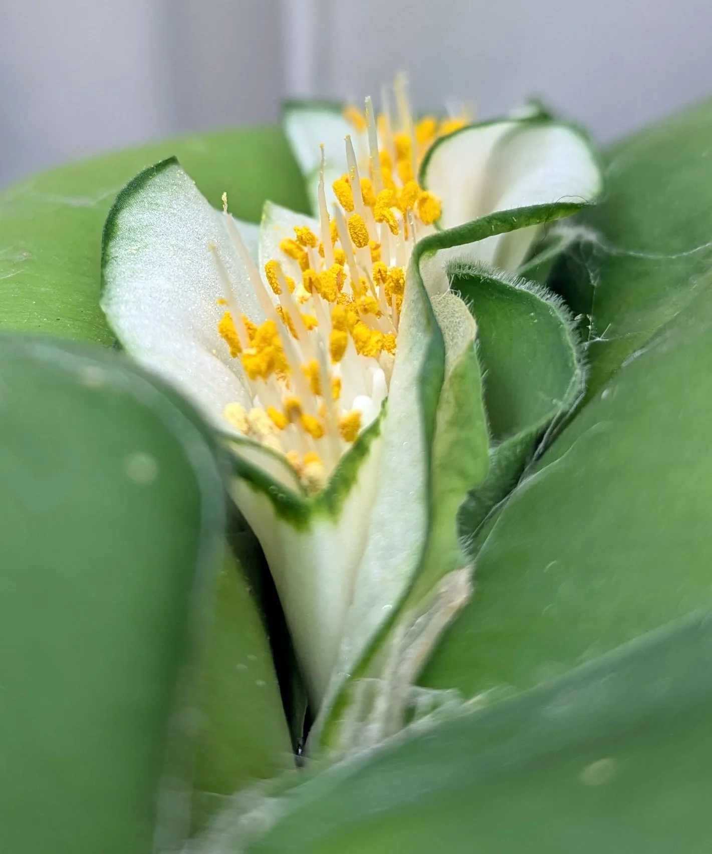Haemanthus Deformis in Flower!