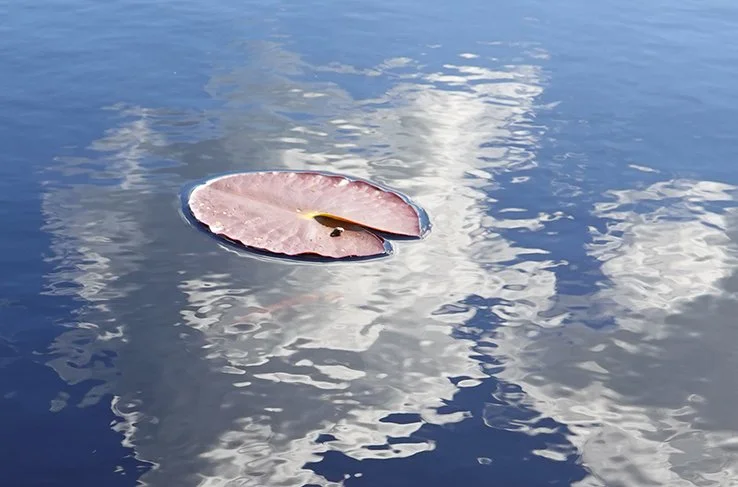 bog lily pad.jpg