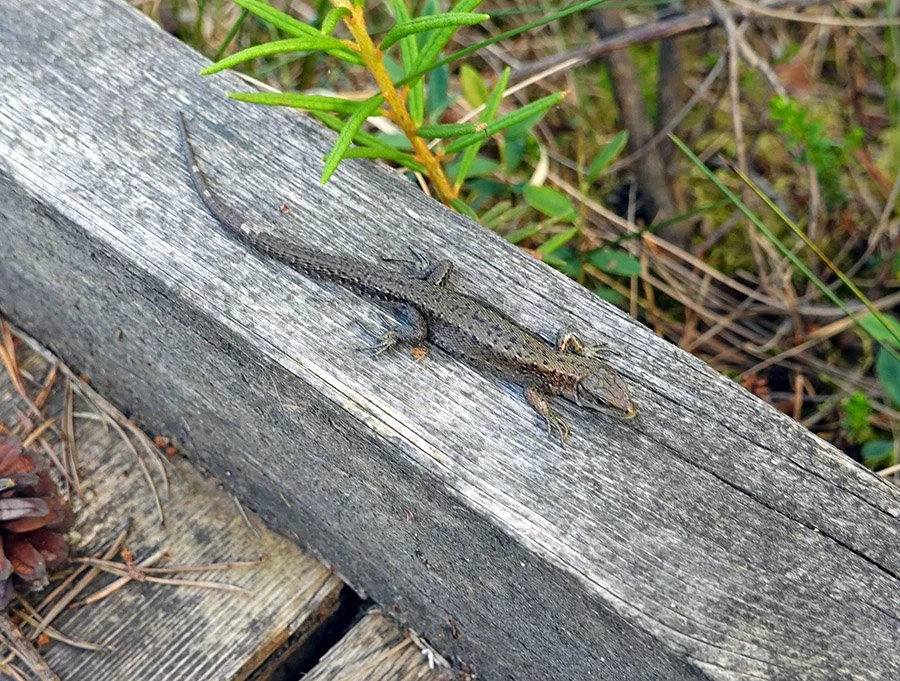 bog lizard.jpg