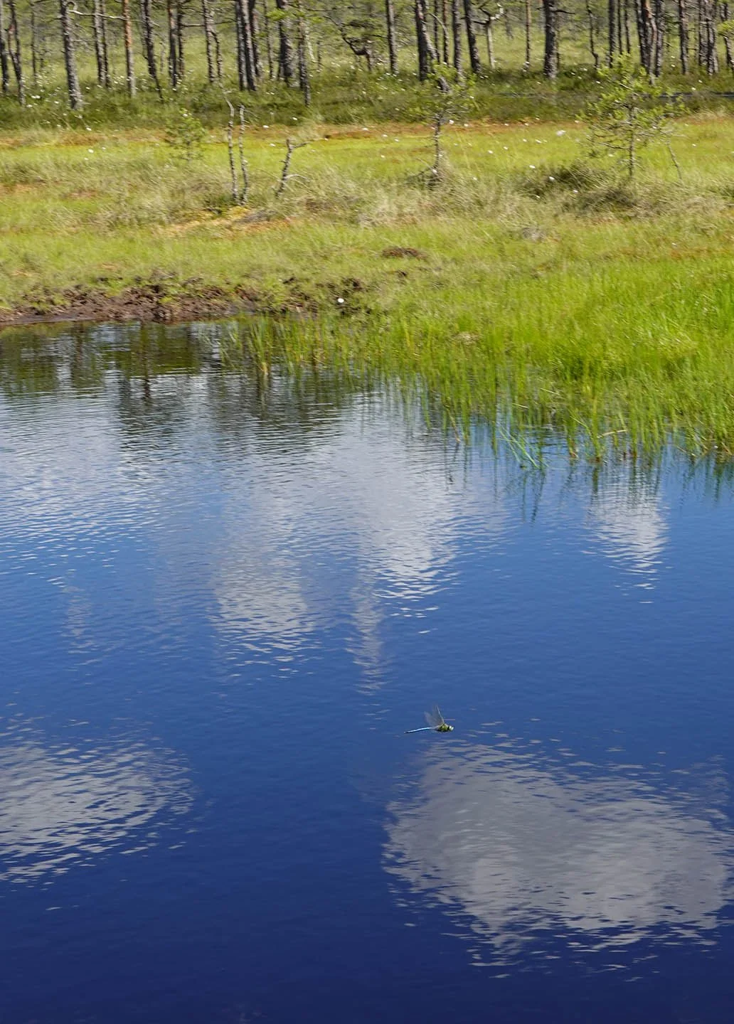 bog pond dragonfly.jpg