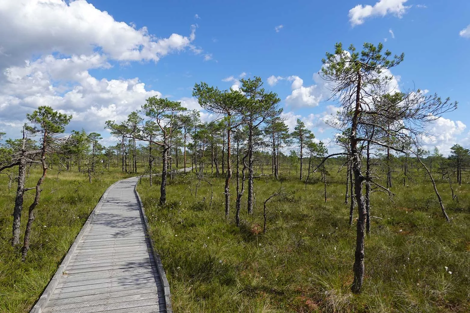 bog trail 1.jpg