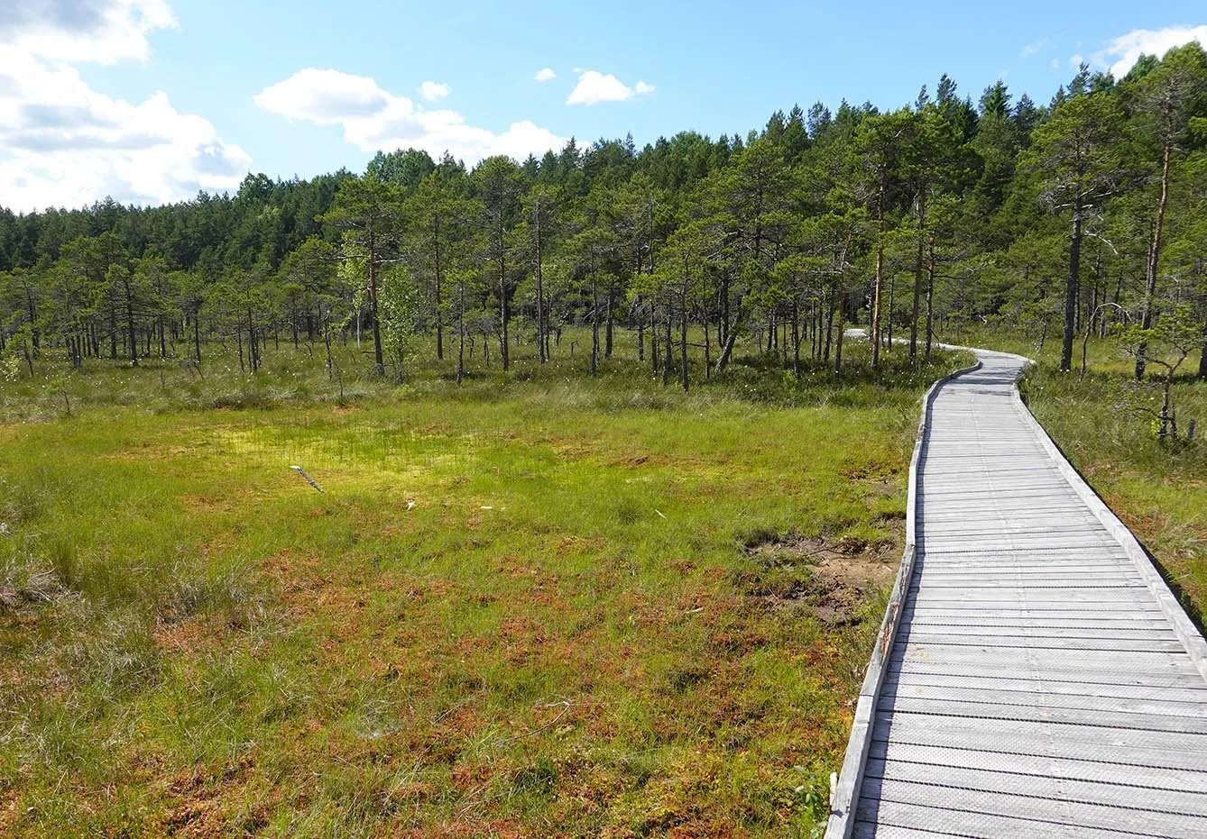 bog trail 2.jpg