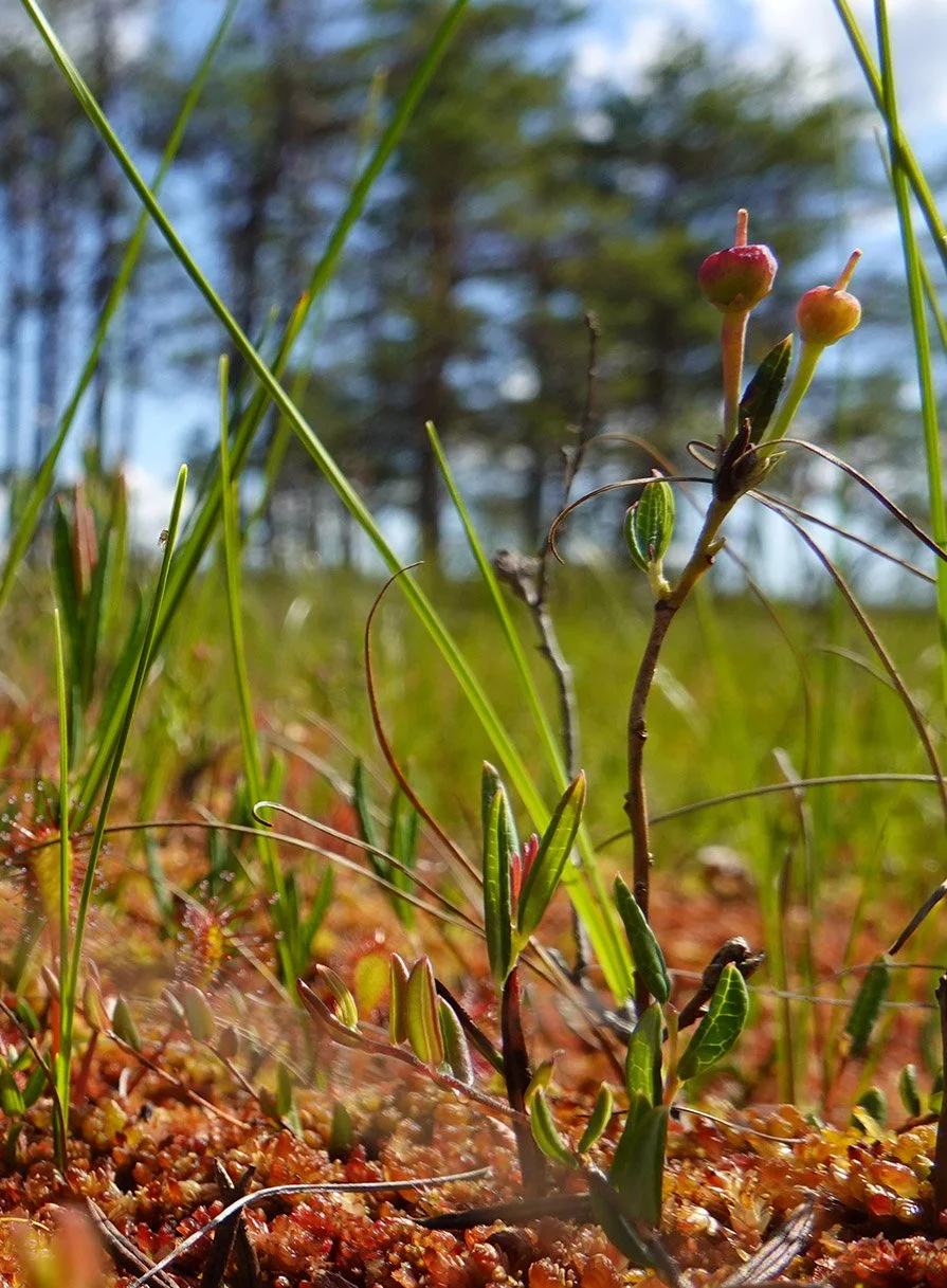 bog up close.jpg
