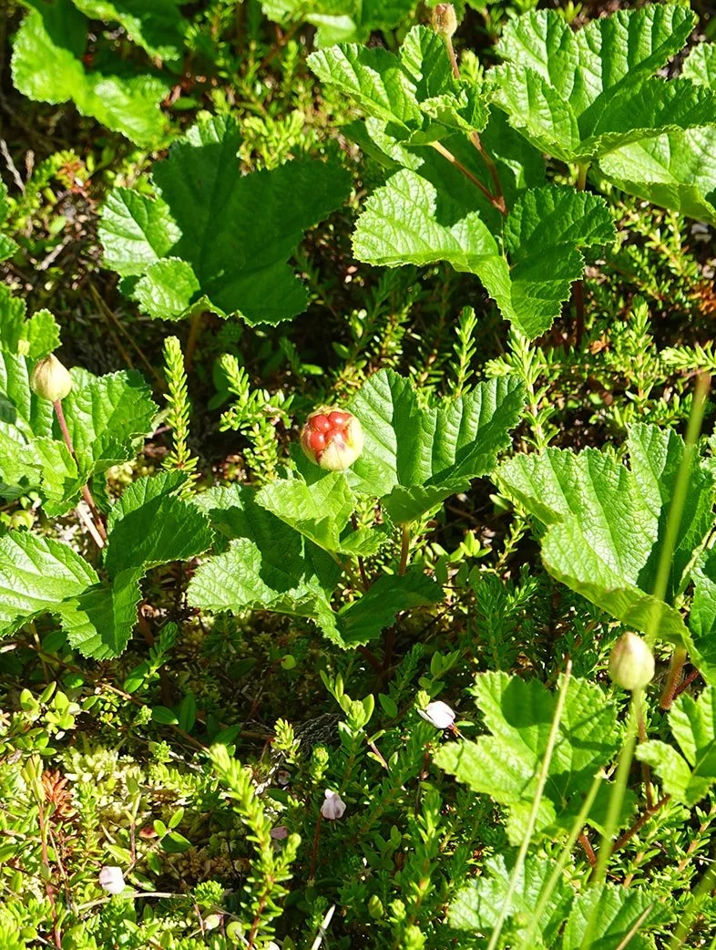 cloudberries.jpg