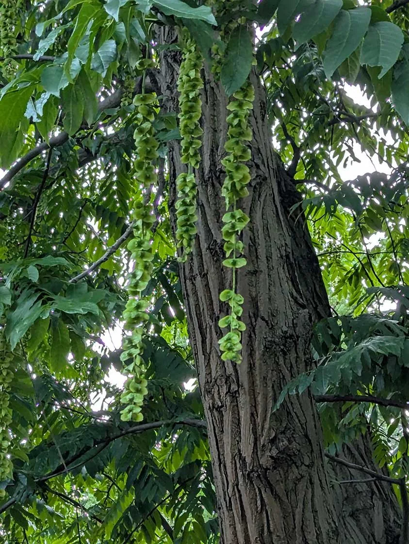 tree.jpg