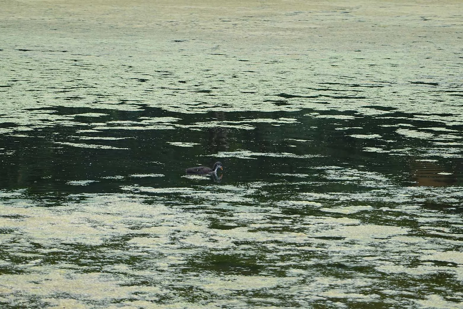 Floating.jpg