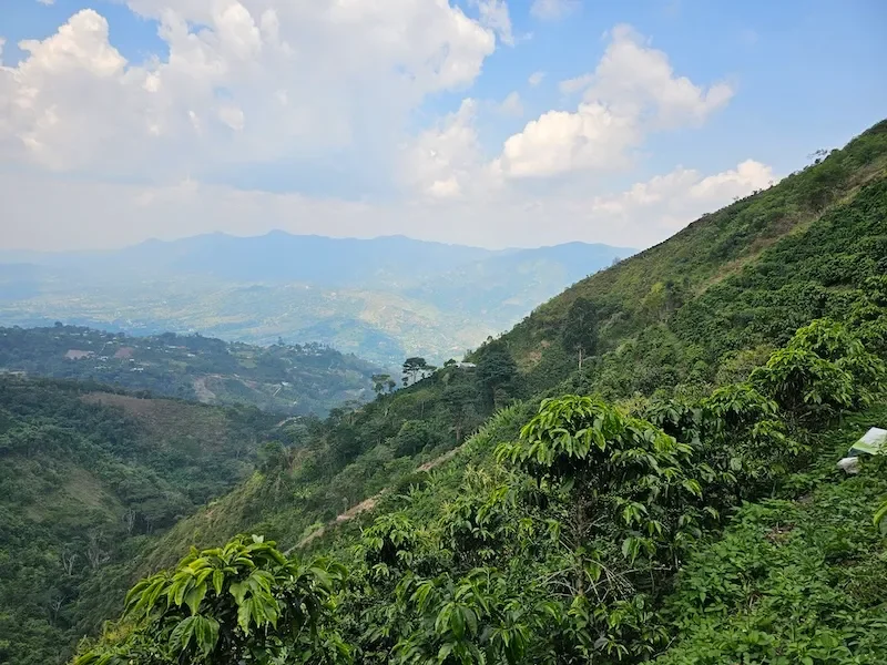 Colombia Albaney Fajardo Gesha Coffee Farm