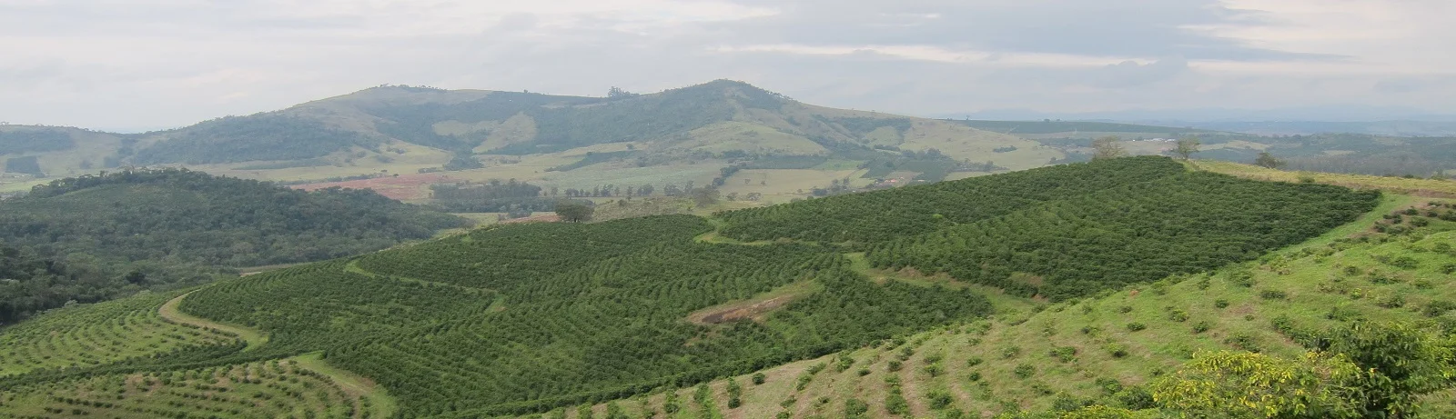 Brazil Coffee Farm