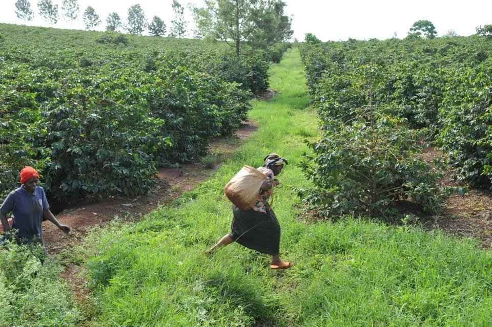 Copy of Copy of Kenya Coffee Farm