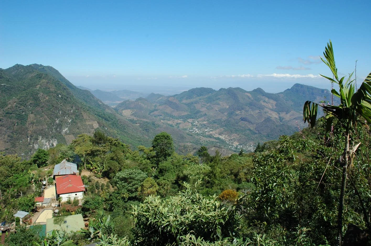 Copy of Copy of Guatemala Coffee Farm