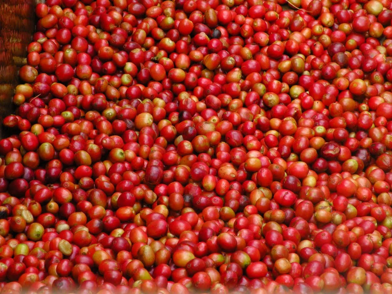 Malawi Sable Farm Coffee Cherries