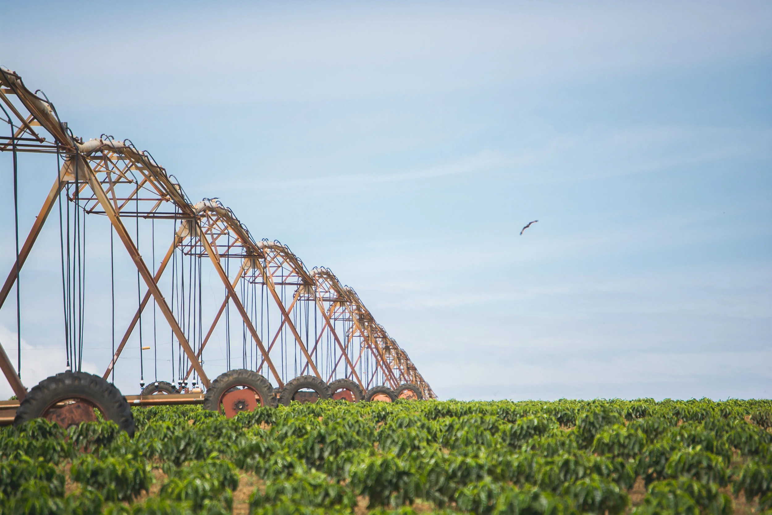 Brazil Daterra Santa Colomba Coffee Buy