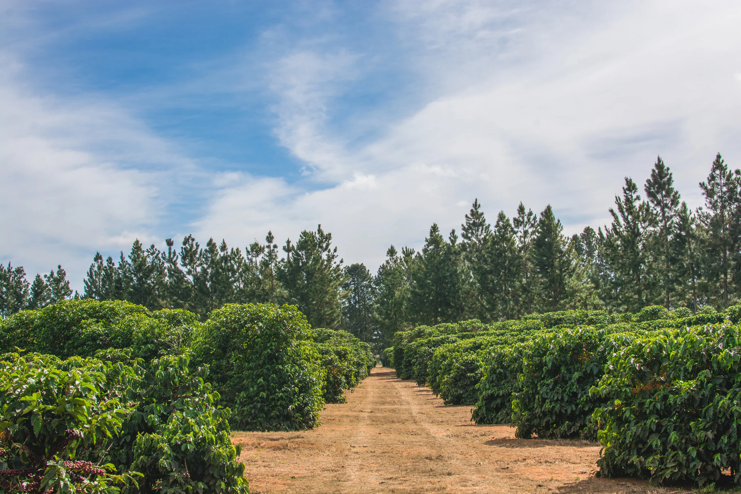 Brazil Daterra Santa Colomba Coffee