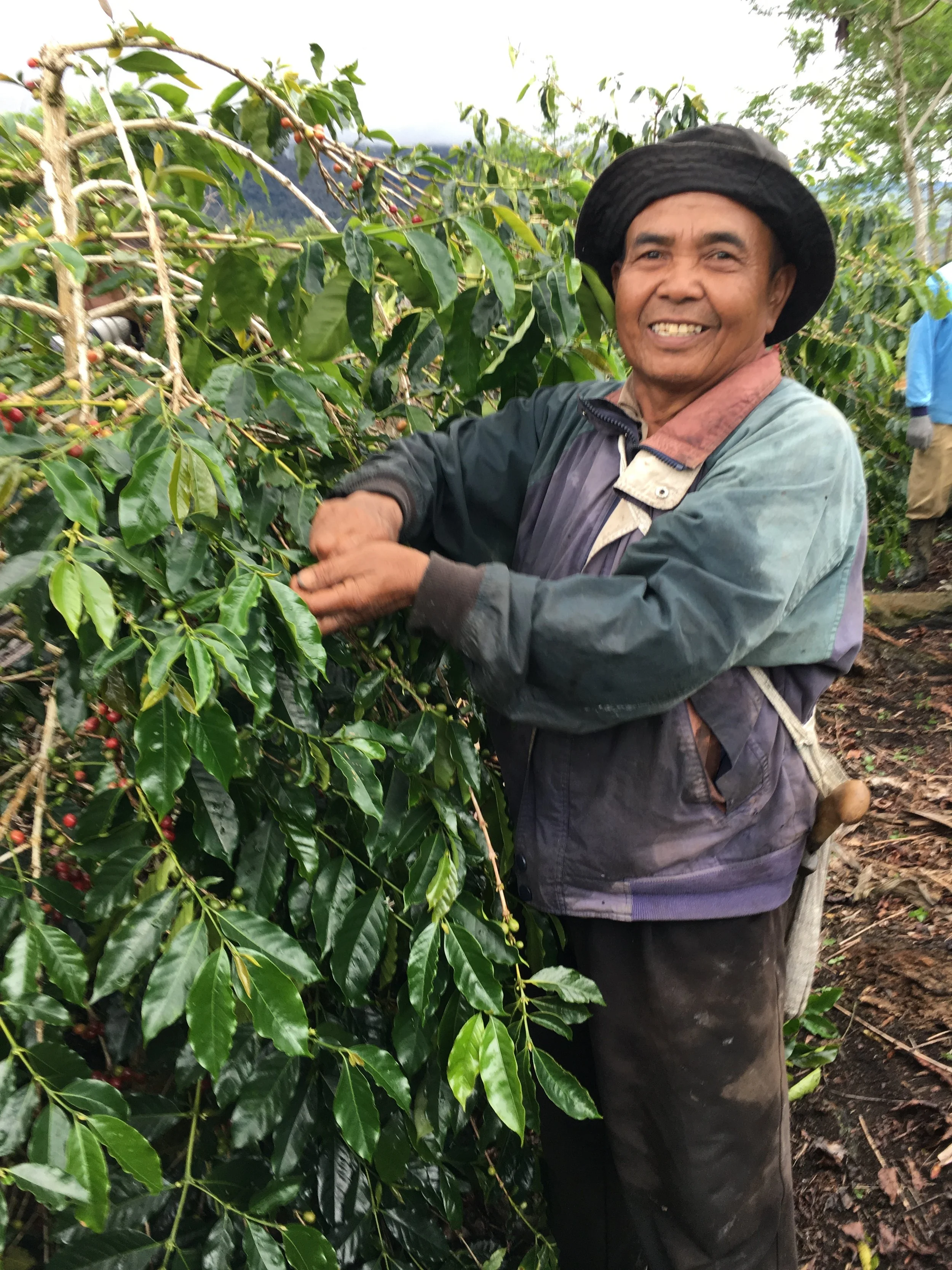 Sumatra 1.jpg