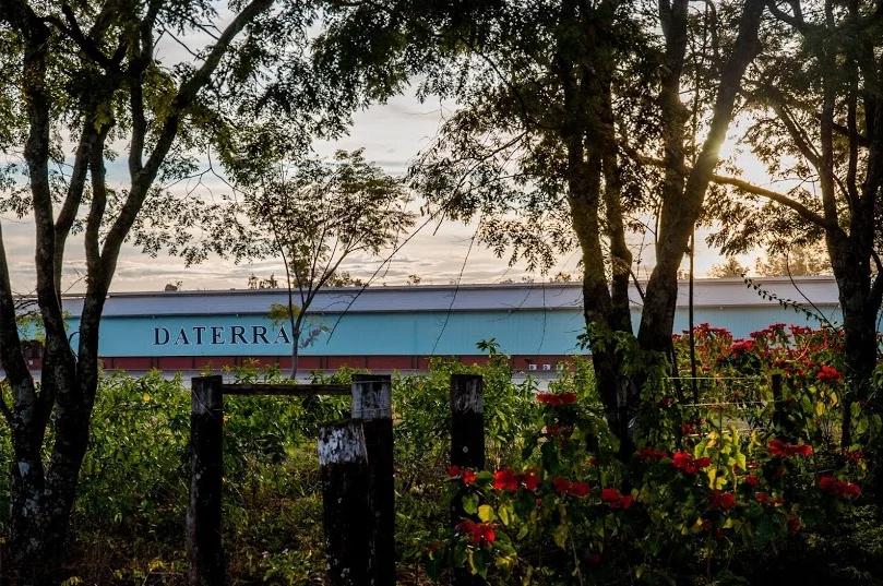 Brazil Daterra Santa Colomba Coffee Buy