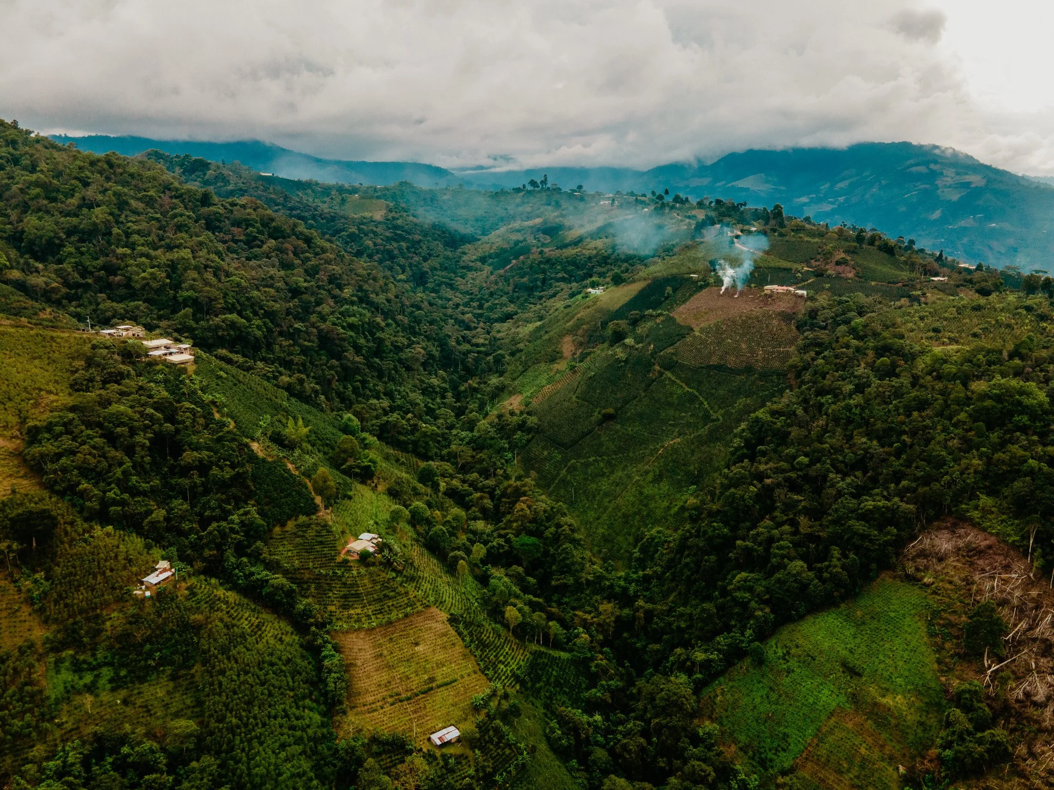 Colombia Albe Coffee Farm