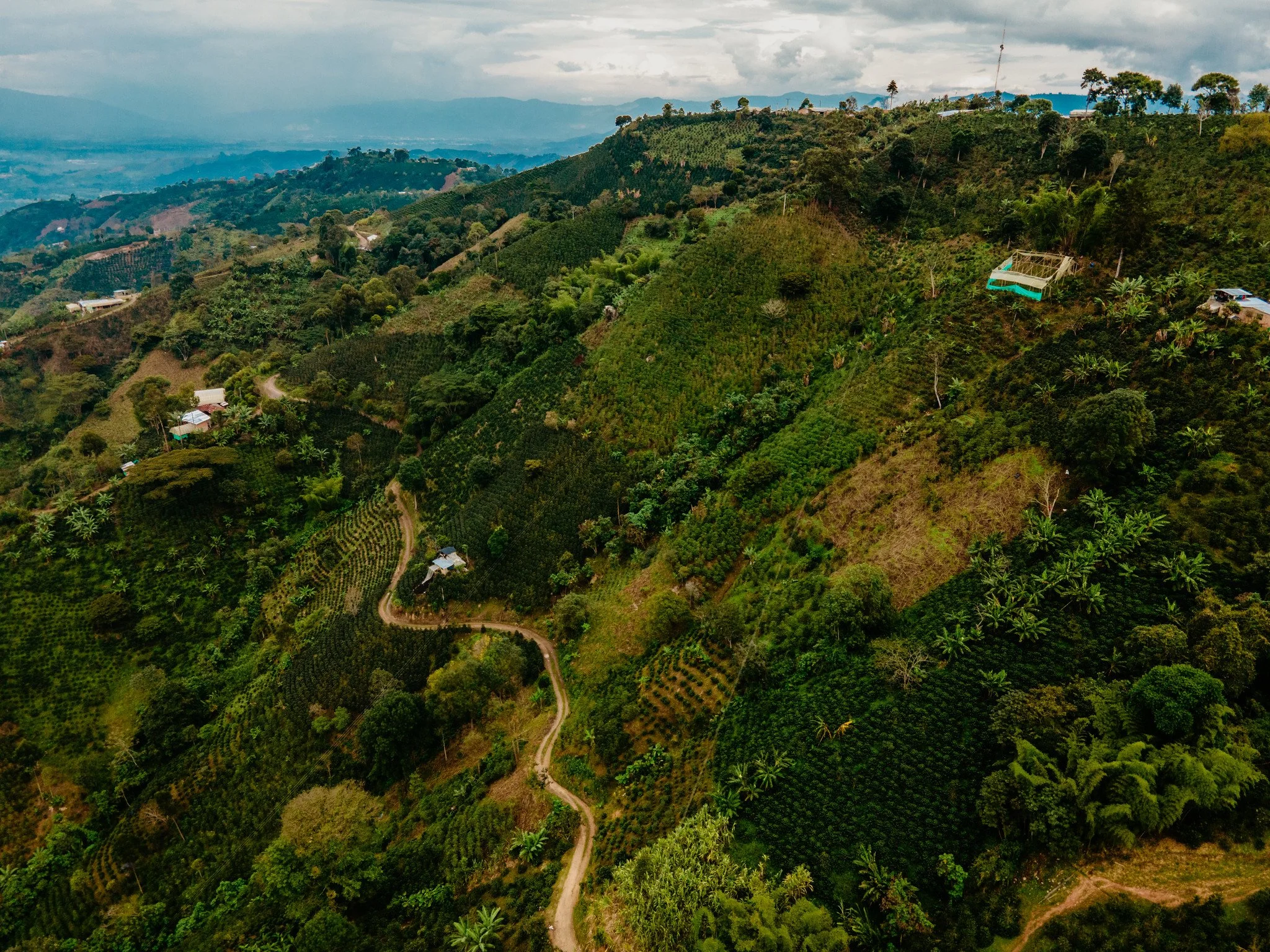 Colombia Albe Coffee Farm