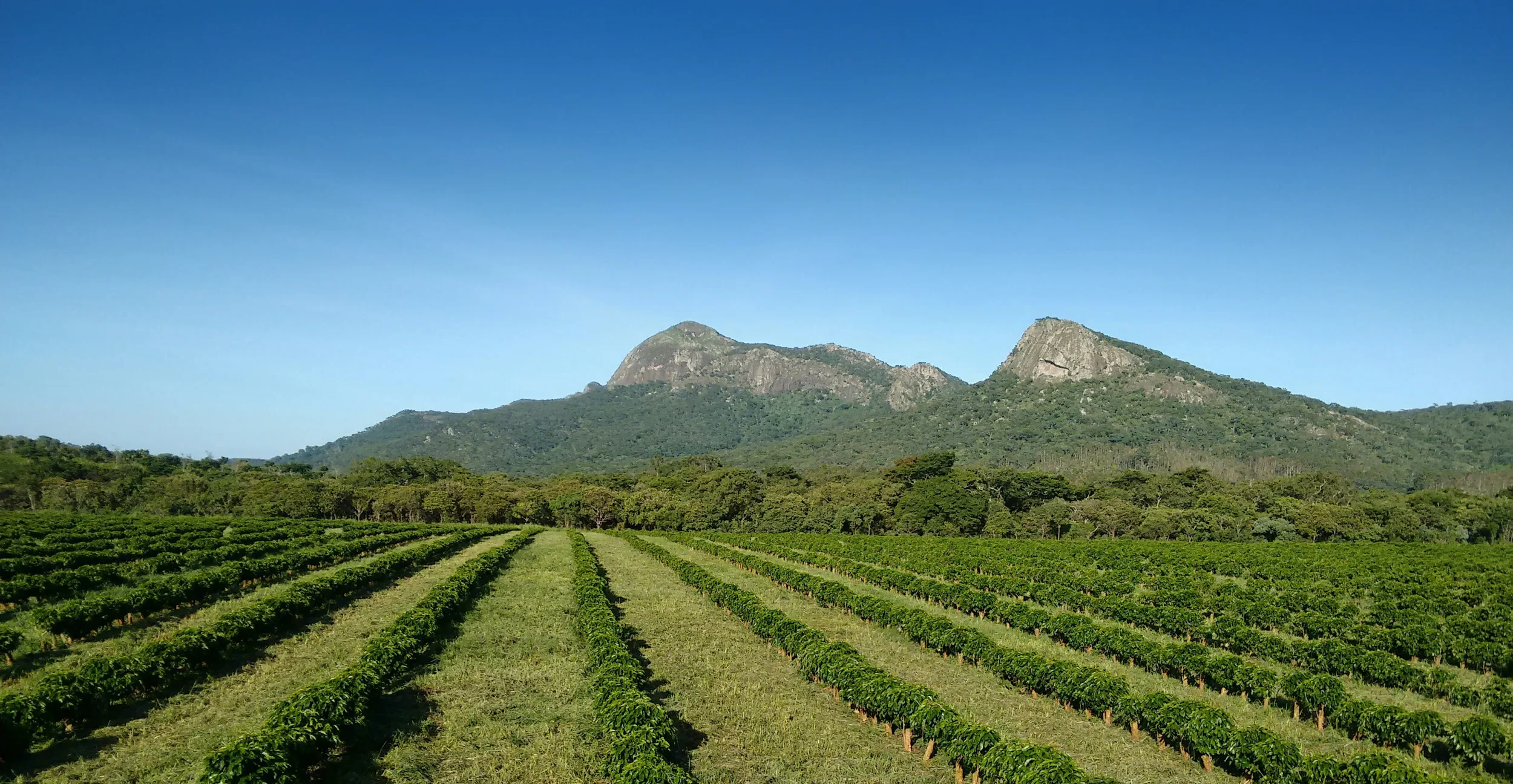 Malawi Sable Farm Coffee