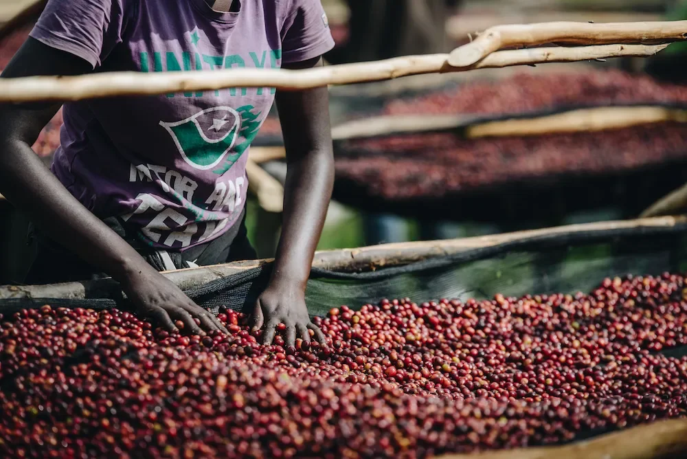 Rwanda Gashuru - Luckie Beans Coffee Roasters