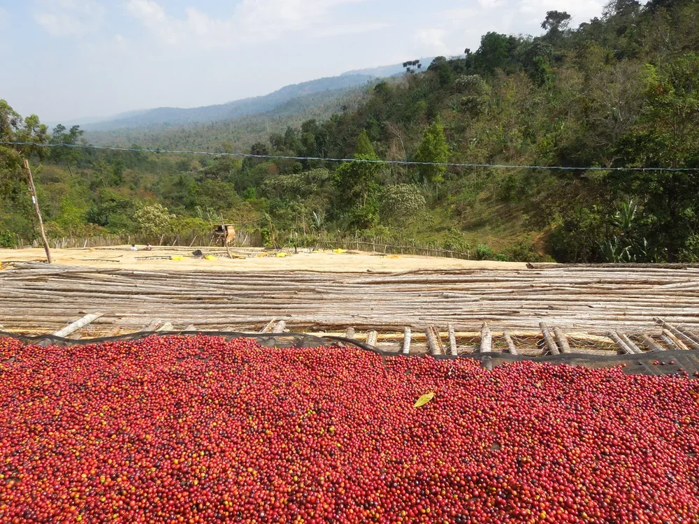Ethiopia Dumerso - Luckie Beans Coffee Roasters