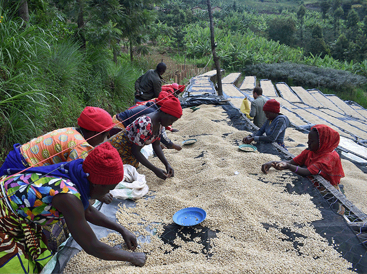 Rwanda Aba Sholi Coffee coop
