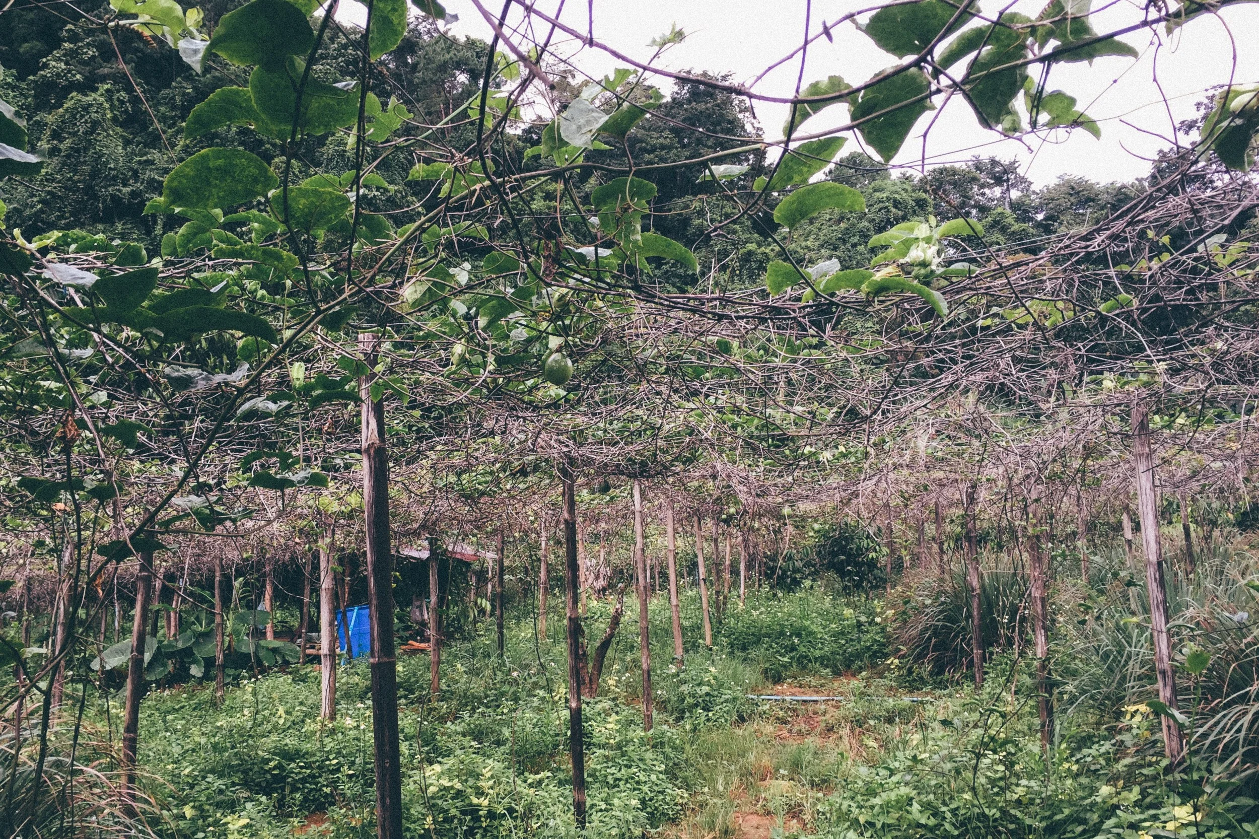 A passionfruit plantation