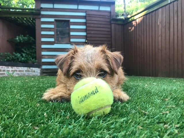 Pablo Hubbard - Business Mascot