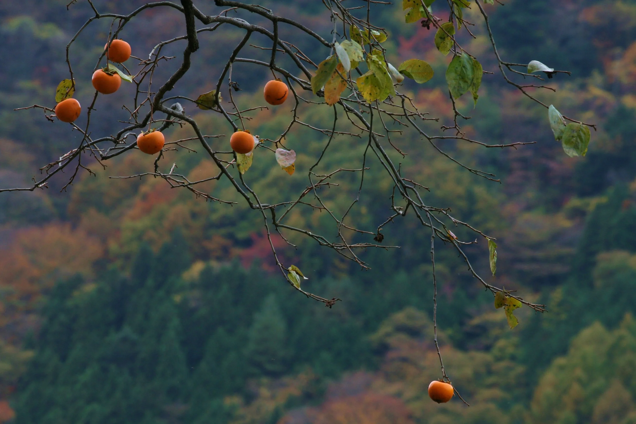 Kiso Fukashima, Japan 