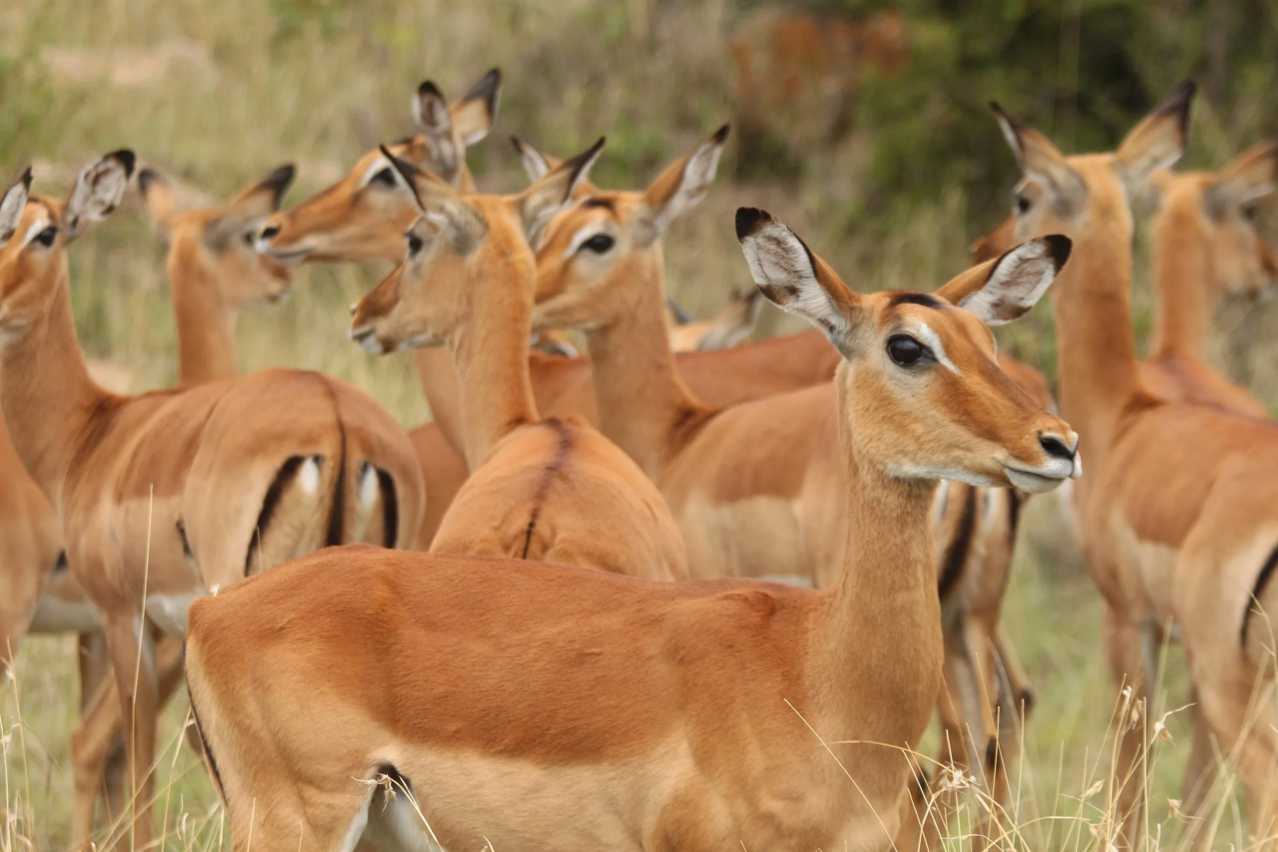 Lewa Wildlife Conservancy, Kenya