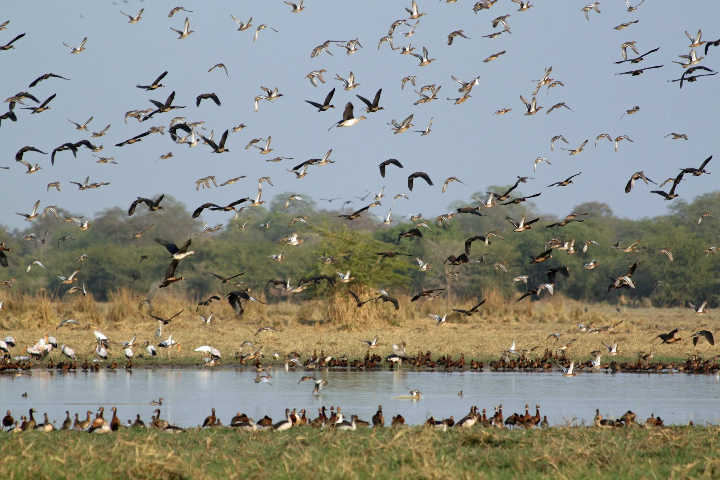 Zakouma National Park, Chad