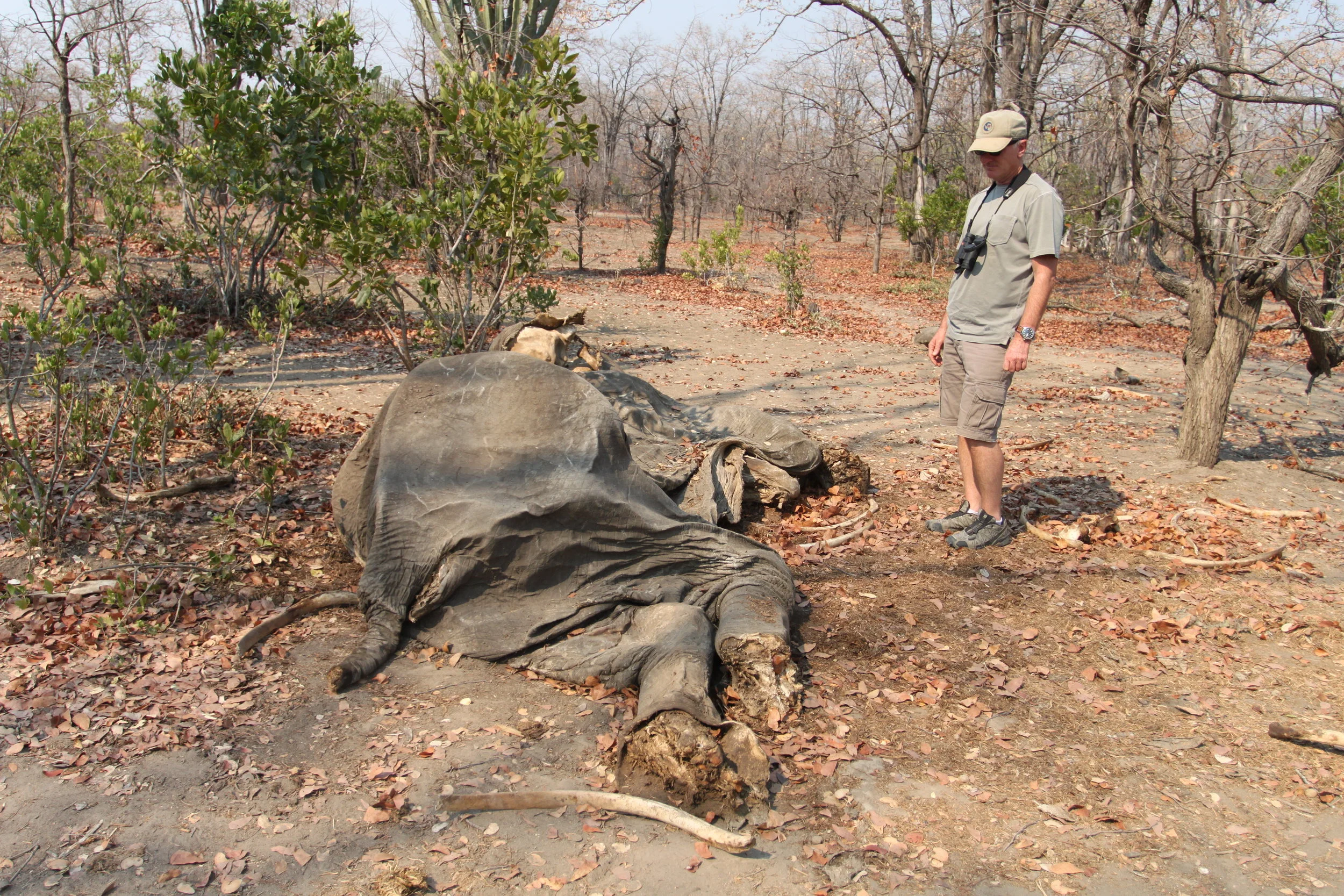 Otto Werdmuller Von Elgg, co-founder of UDS, inspects the remains of an elephant poached in Liwonde National Park.