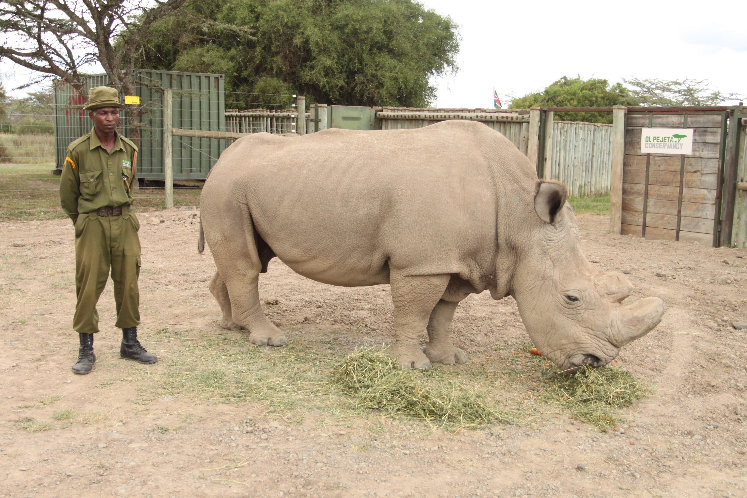 Sudan, the world’s last male northern white rhino, at his final home at Ol Pejeta Conservancy in Kenya.