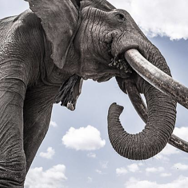 The Wild Elephant in the Room 