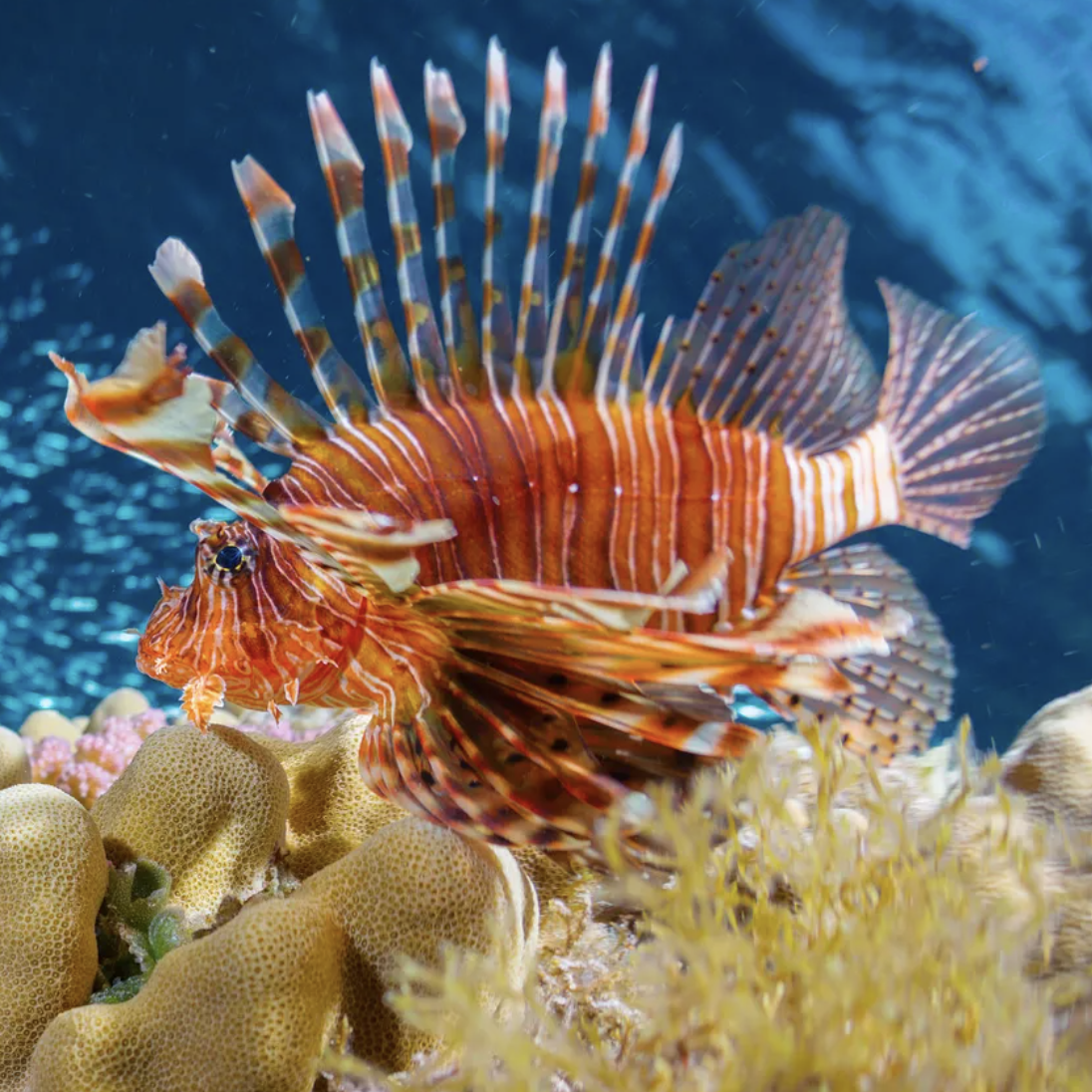 I'm No Good at Spearing Lionfish, But I Sure Can Eat Them
