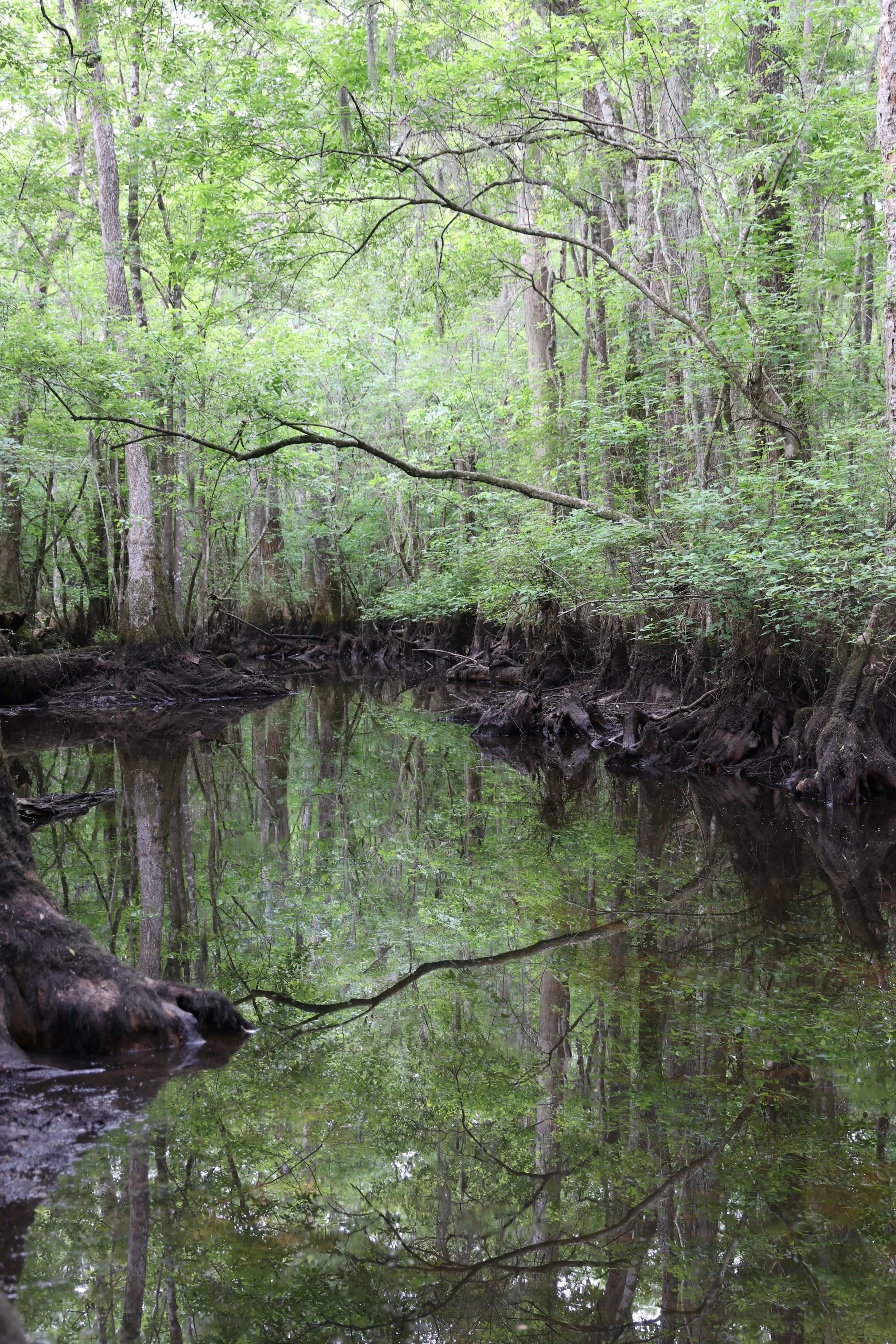 Beidler Forest Sanctuary, South Carolina 