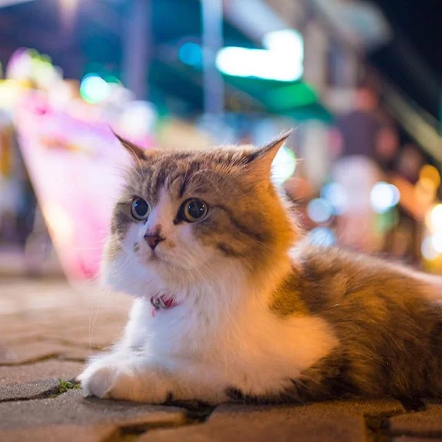 Princess fluffyfurball #thailand #krabi #cats #travel