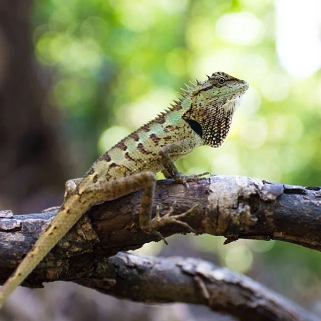 Wildlife is more scaly in Thailand #thailand #lizard #krabi #kohlanta #thisiswherewereat #travel