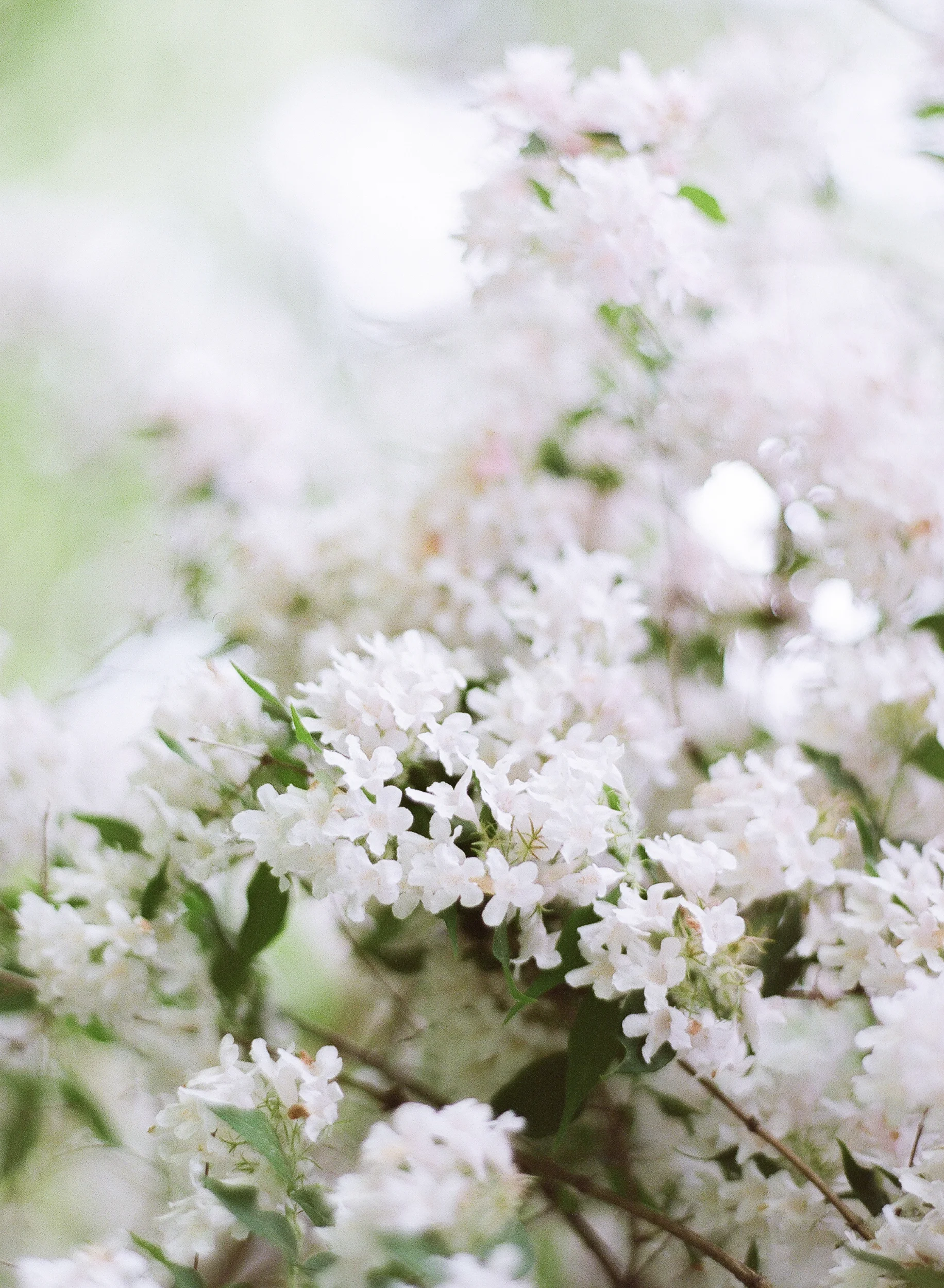 Springtime Wedding Inspiration at the Amherst Women's Club | New England Wedding Photographer