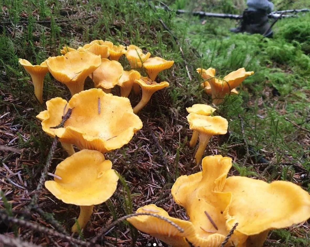 Girolles4.JPG