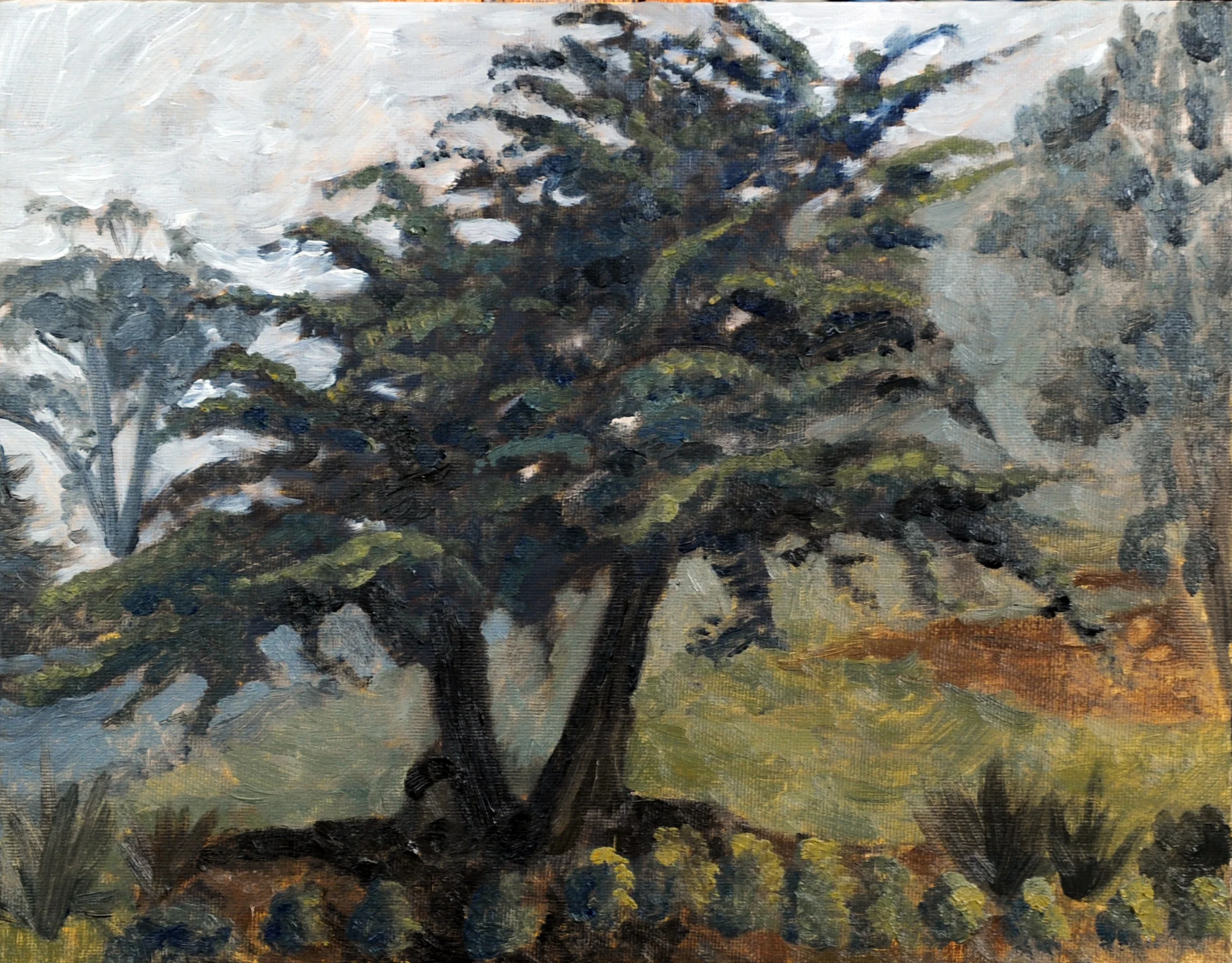 Golf Course Tree Morning