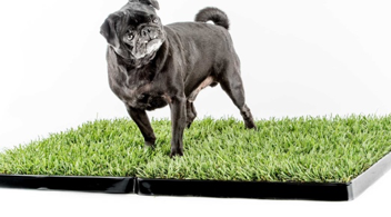 dog.png