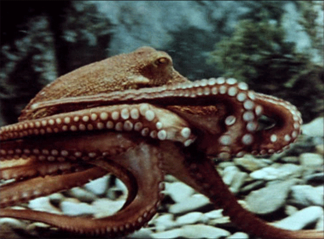The Love Life of the Octopus